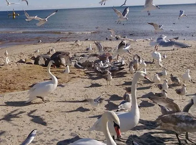 Kolibki - Hav Aparts شقة